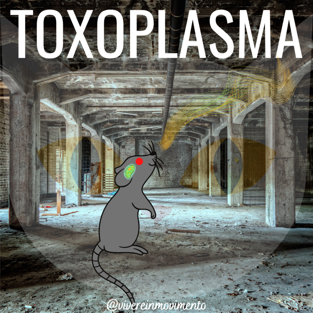 toxoplasma e topi